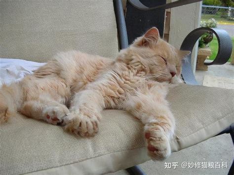 猫死了|怎么判断一只猫咪是否“死亡”了？